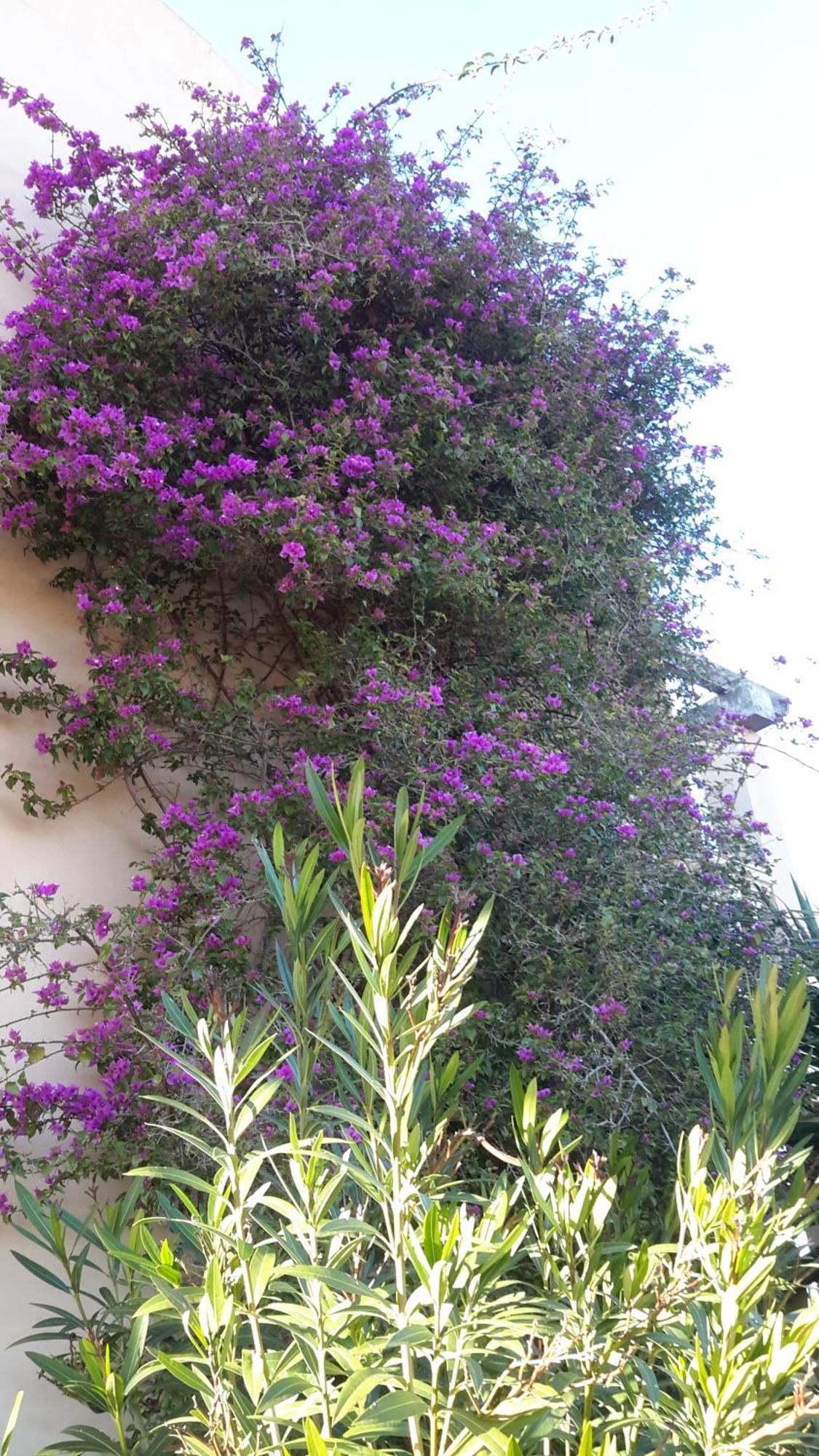 Finca Alqueria Fosca 坎波斯 外观 照片